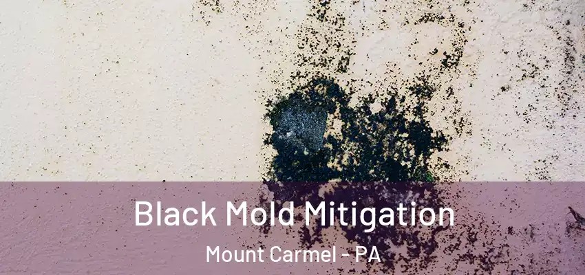 Black Mold Mitigation Mount Carmel - PA