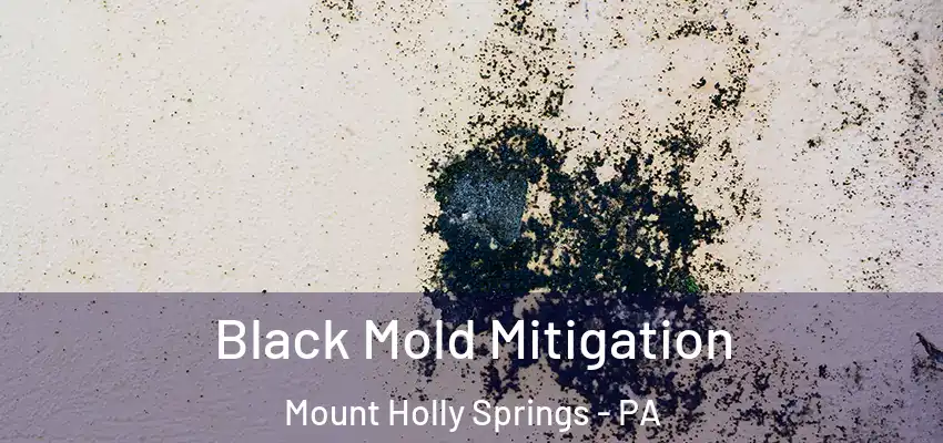  Black Mold Mitigation Mount Holly Springs - PA