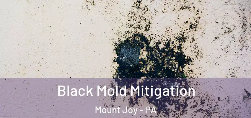 Black Mold Mitigation Mount Joy - PA