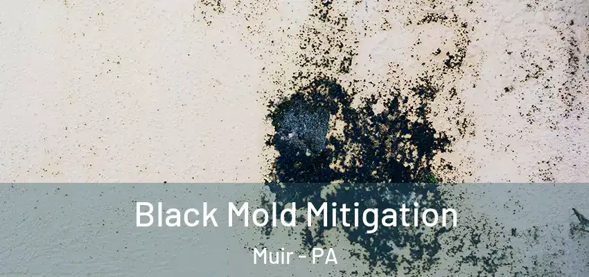 Black Mold Mitigation Muir - PA