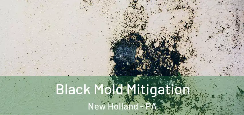  Black Mold Mitigation New Holland - PA