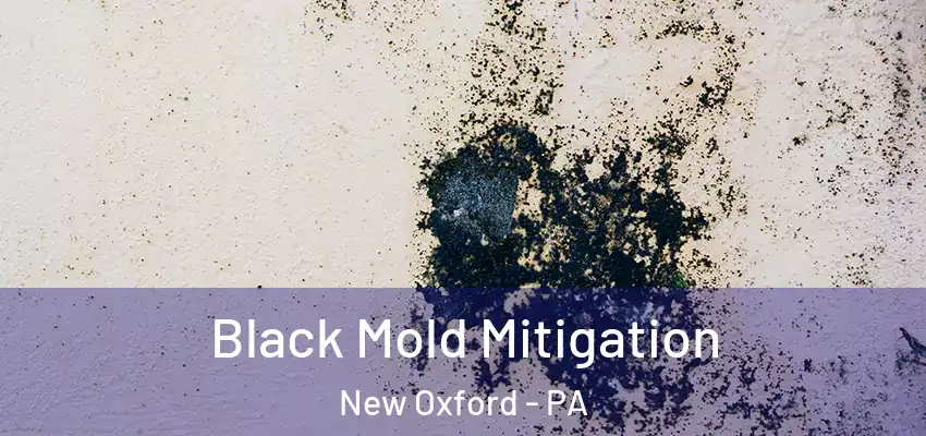  Black Mold Mitigation New Oxford - PA