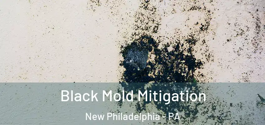  Black Mold Mitigation New Philadelphia - PA