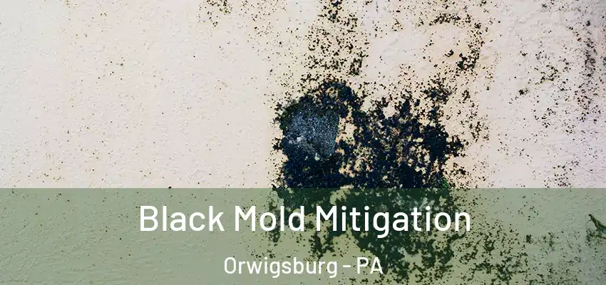  Black Mold Mitigation Orwigsburg - PA
