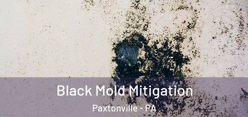  Black Mold Mitigation Paxtonville - PA