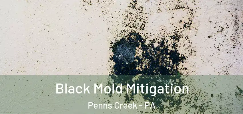  Black Mold Mitigation Penns Creek - PA