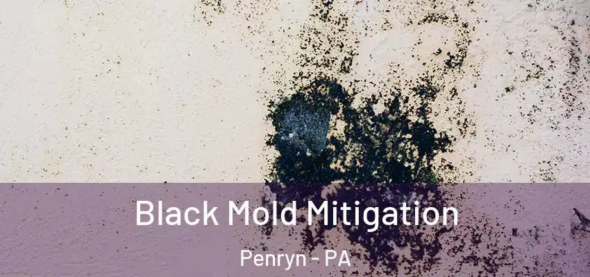  Black Mold Mitigation Penryn - PA