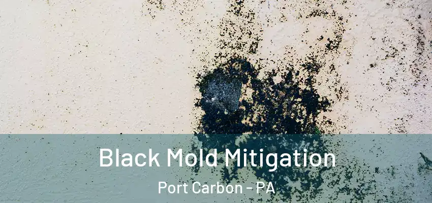  Black Mold Mitigation Port Carbon - PA