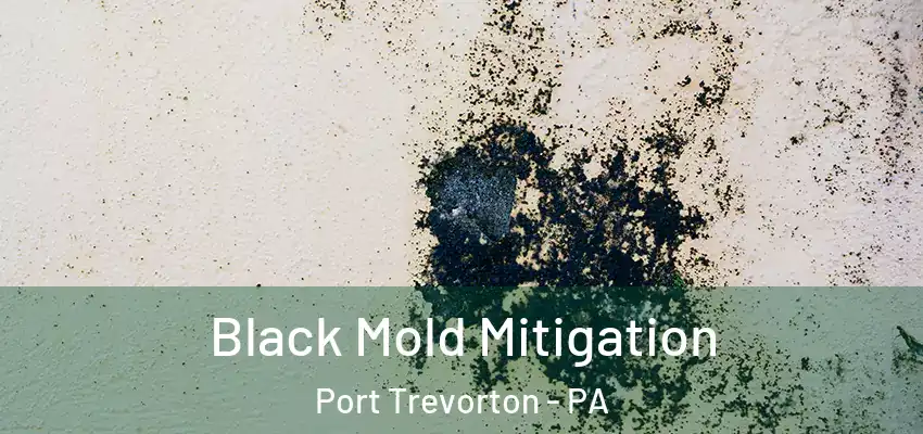  Black Mold Mitigation Port Trevorton - PA