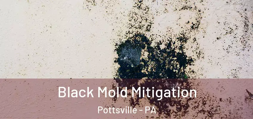 Black Mold Mitigation Pottsville - PA