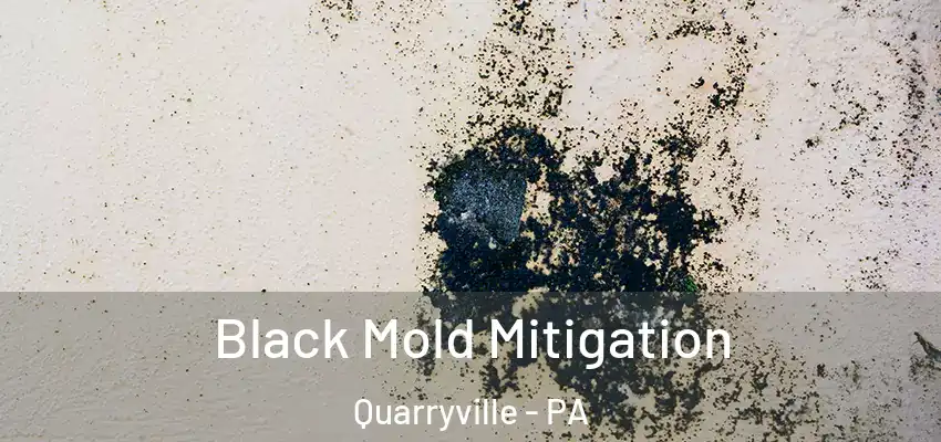 Black Mold Mitigation Quarryville - PA