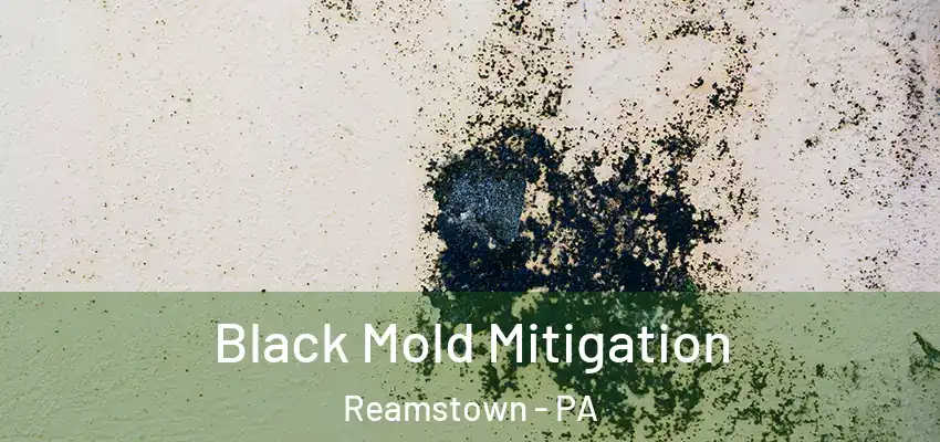 Black Mold Mitigation Reamstown - PA