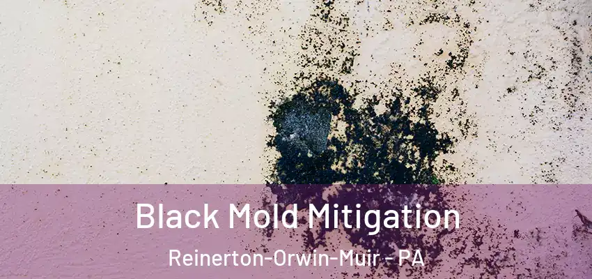 Black Mold Mitigation Reinerton-Orwin-Muir - PA