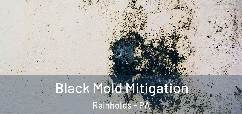  Black Mold Mitigation Reinholds - PA
