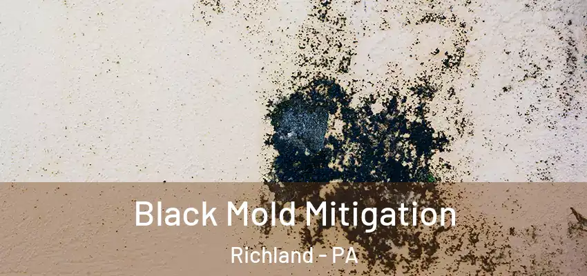 Black Mold Mitigation Richland - PA