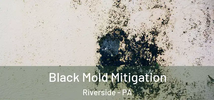  Black Mold Mitigation Riverside - PA