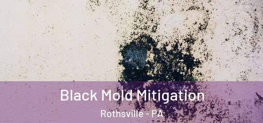 Black Mold Mitigation Rothsville - PA