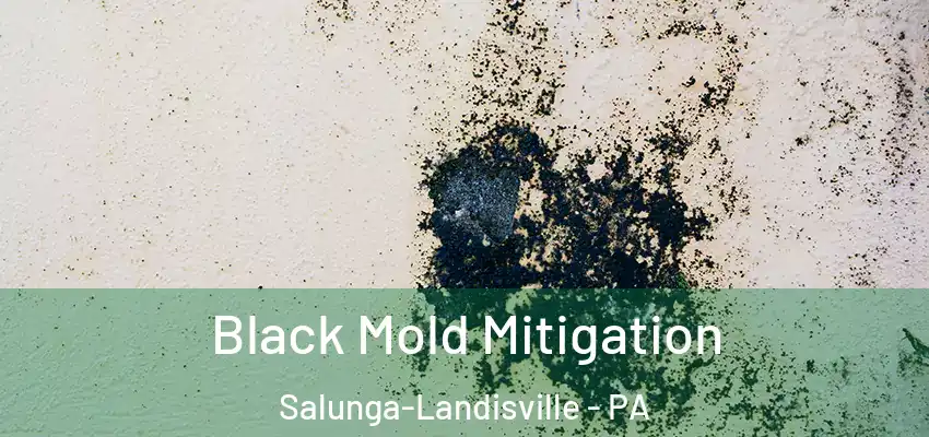  Black Mold Mitigation Salunga-Landisville - PA