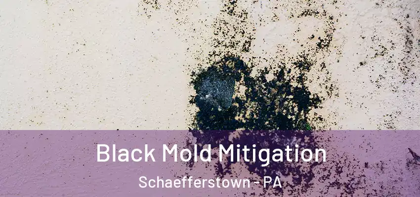 Black Mold Mitigation Schaefferstown - PA