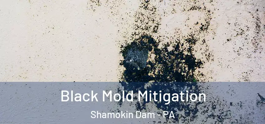 Black Mold Mitigation Shamokin Dam - PA