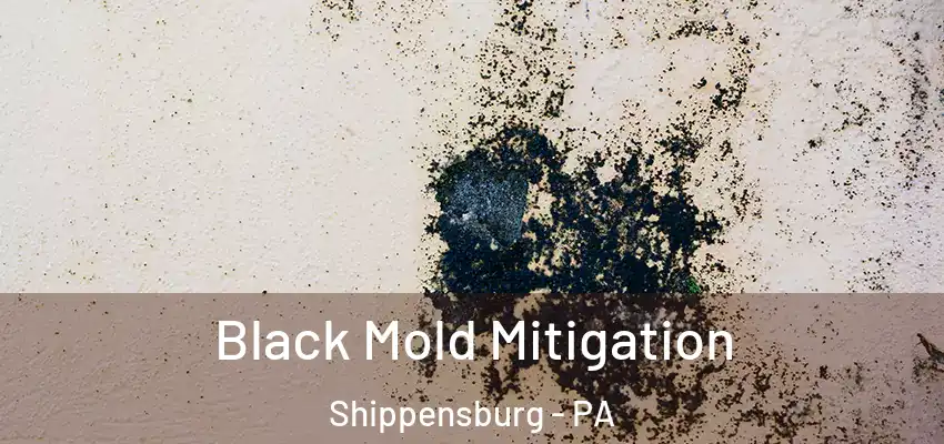  Black Mold Mitigation Shippensburg - PA