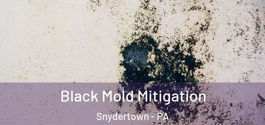 Black Mold Mitigation Snydertown - PA