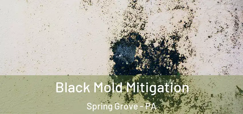  Black Mold Mitigation Spring Grove - PA