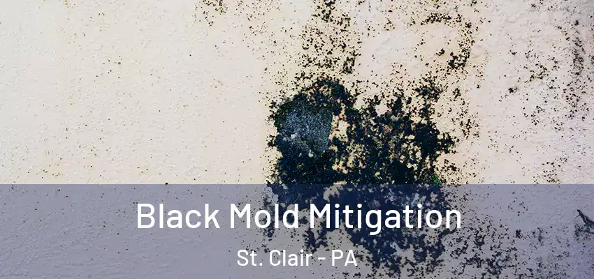  Black Mold Mitigation St. Clair - PA