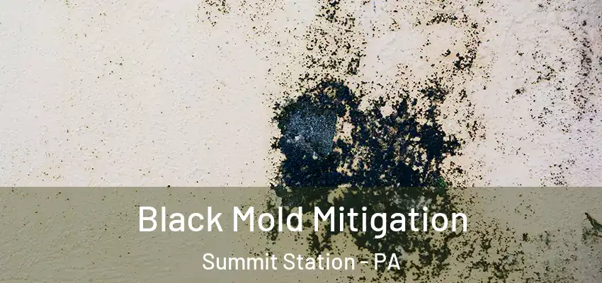 Black Mold Mitigation Summit Station - PA