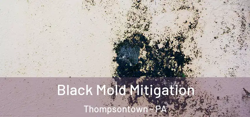  Black Mold Mitigation Thompsontown - PA
