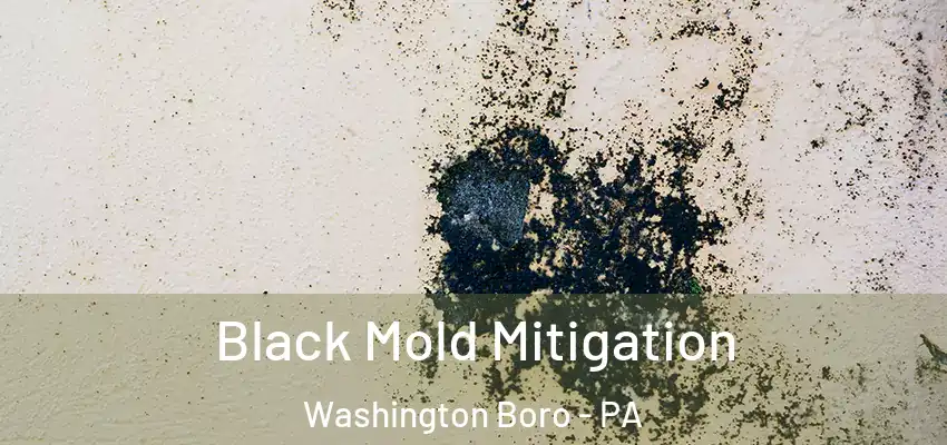  Black Mold Mitigation Washington Boro - PA