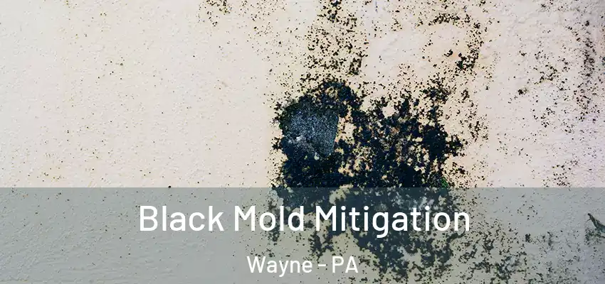  Black Mold Mitigation Wayne - PA