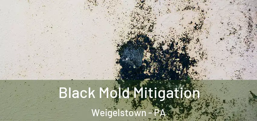  Black Mold Mitigation Weigelstown - PA