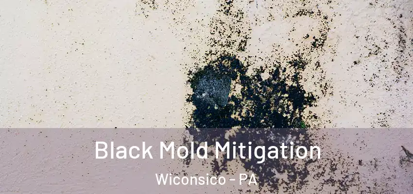  Black Mold Mitigation Wiconsico - PA