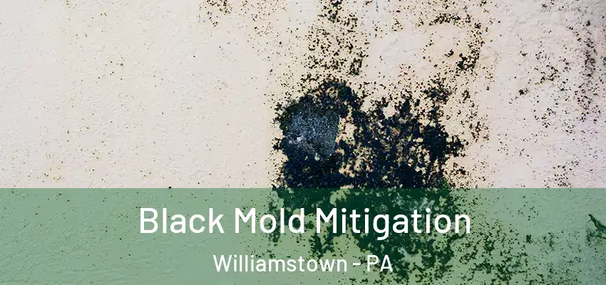 Black Mold Mitigation Williamstown - PA