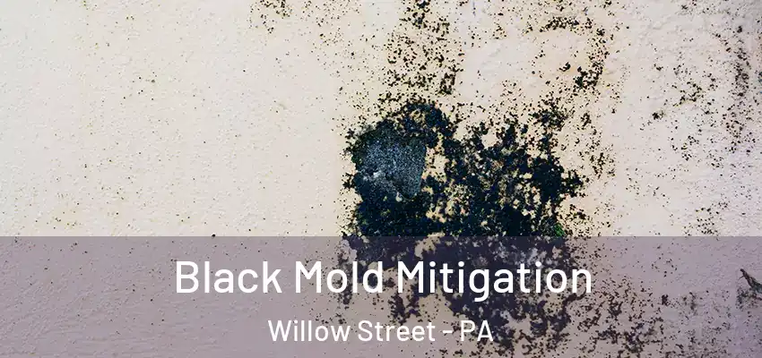 Black Mold Mitigation Willow Street - PA
