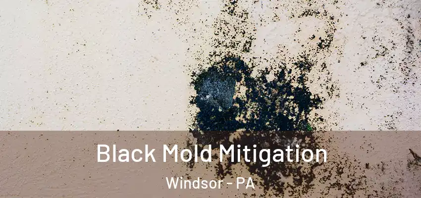 Black Mold Mitigation Windsor - PA