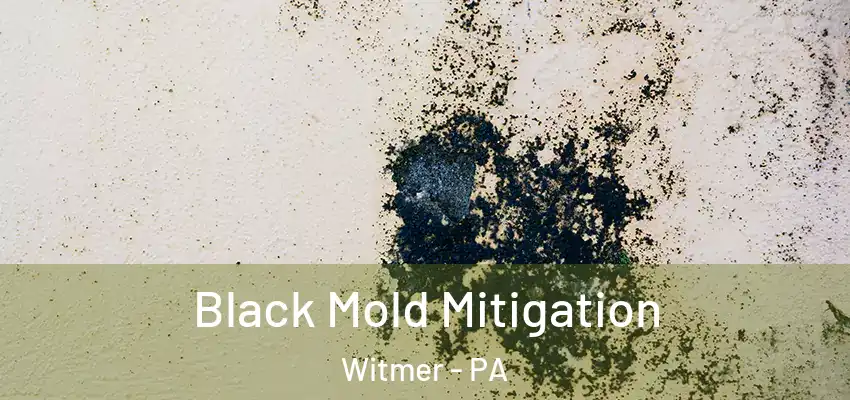Black Mold Mitigation Witmer - PA