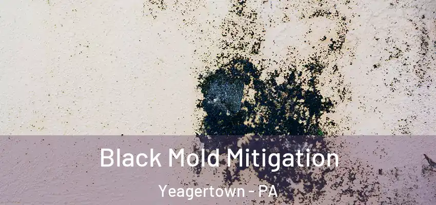  Black Mold Mitigation Yeagertown - PA