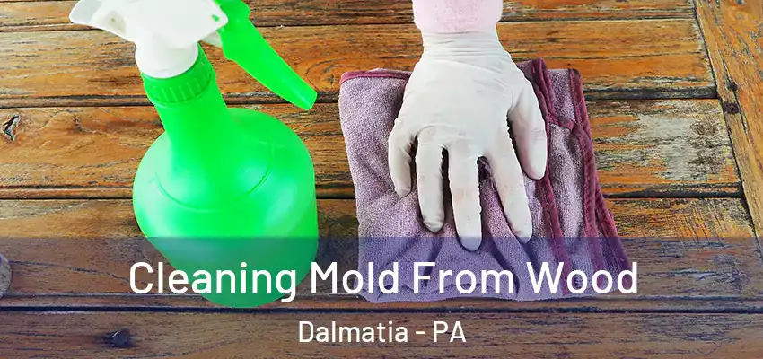  Cleaning Mold From Wood Dalmatia - PA