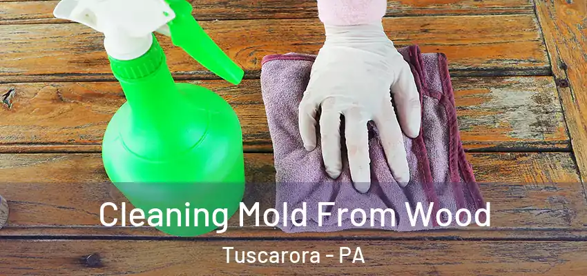  Cleaning Mold From Wood Tuscarora - PA