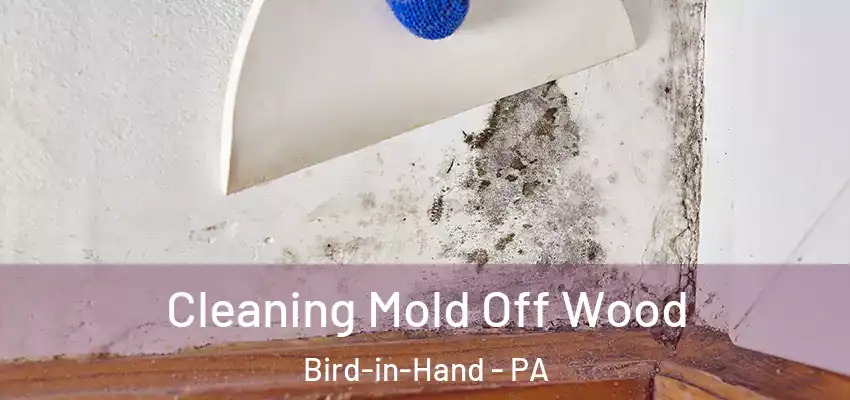 Cleaning Mold Off Wood Bird-in-Hand - PA