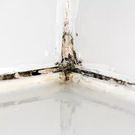 Trusted Black Mold in Shower Experts in Tremont, PA