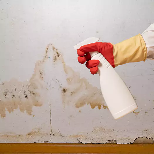 Trusted Black Mold Mitigation Specialists in Tremont, PA