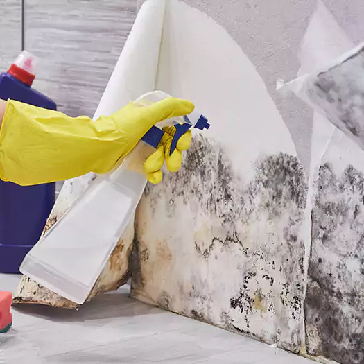 Reliable Mold Abatement Specialists in Tremont, PA