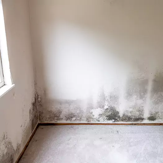 Trusted Mold Cleanup Specialists in Tremont, PA