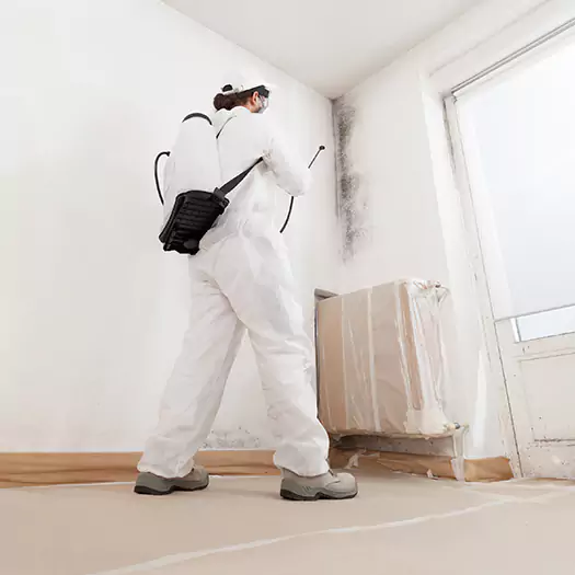 Trusted Mold Damage Experts in Tremont, PA