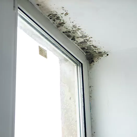 Experienced Mold Mitigation Specialists in Tremont, PA