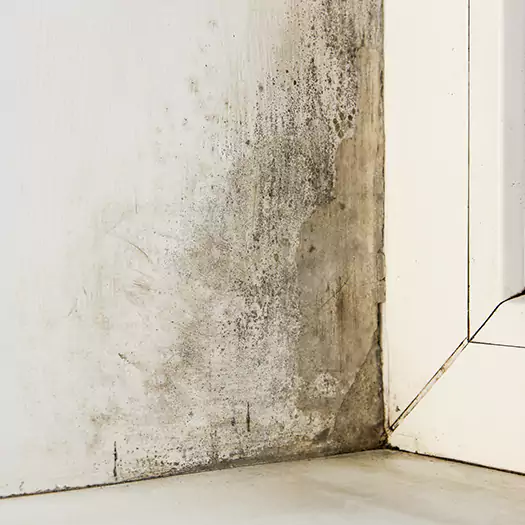 Skilled Mold on Drywall Experts in Tremont, PA