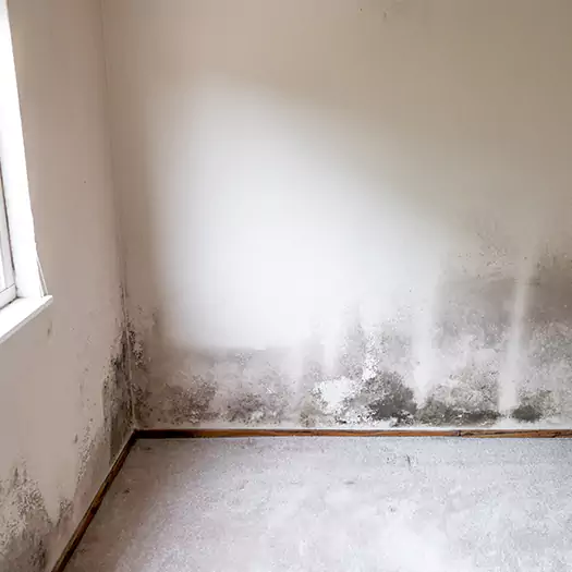 Trusted Mold on the Wall Experts in Tremont, PA